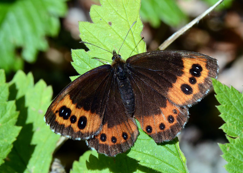 Erebia ligea ?